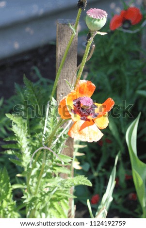 orange poppy flower on a sunny day, photo