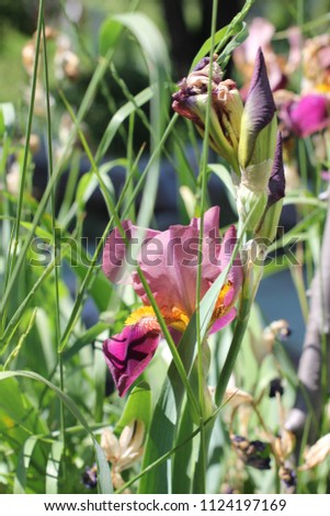 a blossoming iris flower in a flowerbed on a sunny afternoon, photo