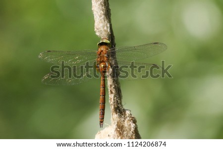 A beautiful Norfolk Hawker Dragonfly (Anaciaeschna isoceles) perching on a bulrush.