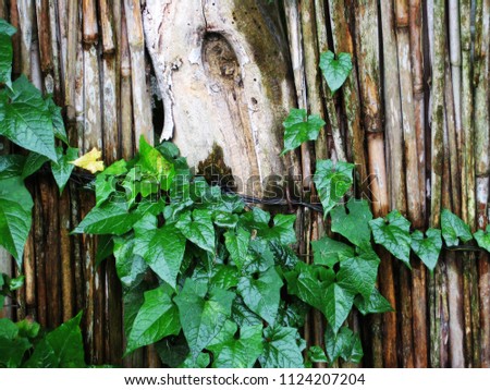 green leaves around the tree on the wooden wall
