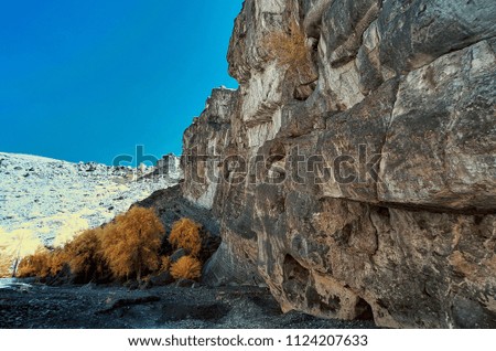 Infrared image of a cliff with a clump of trees on a dry river bed