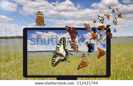 Flat TV in front of a field with cornflowers and poppies and flying butterflies