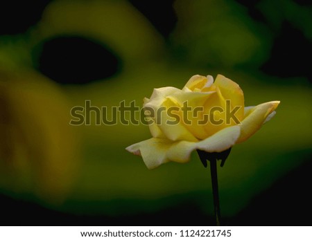 Rose petals on the green isolated blurred background with clipping path. Closeup. For design, texture, background, wallpaper. Nature.
