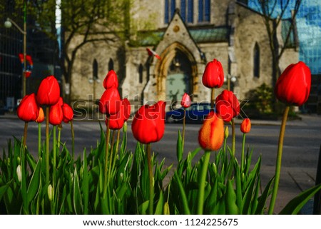 Tulip flowers blooming on street at spring in Ottawa, Canada.