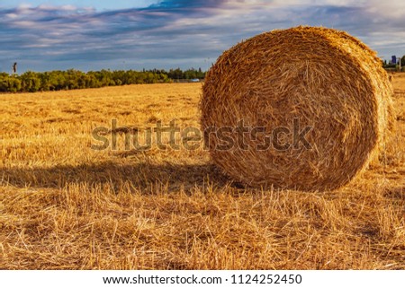 Field of yellow straw with blue sky and straw bales.
