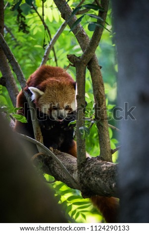 red panda isolated