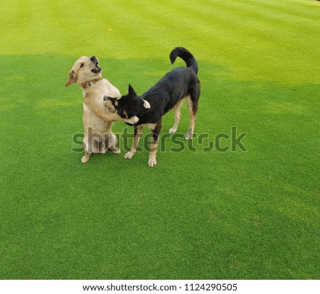 Two dog wrestling and playingin the lawn.