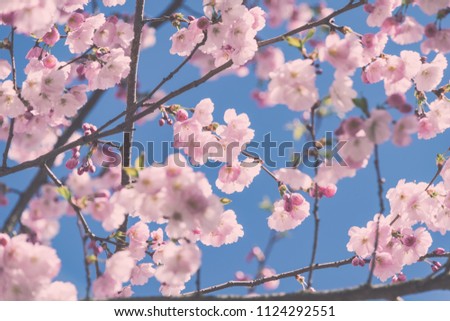 Sakura Flower or Cherry Blossom With Beautiful Nature Background on blue sky blooming in spring park - vintage film look