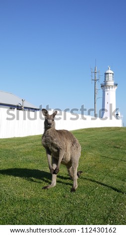 Kangaroo in front of a light house in Victoria, Australia.