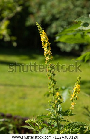 Agrimonia Eupatoria in the garden