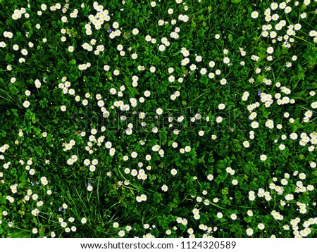 Many white daisies in top view of meadow, floral background, vintage effect Royalty-Free Stock Photo #1124320589