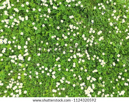 Many white daisies in top view of meadow, floral background, vintage effect Royalty-Free Stock Photo #1124320592
