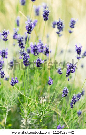Lavender flowers at sunlight in a soft focus, pastel colors and blur background. Violet bushes at the center of picture. Lavender in the garden, soft light effect.