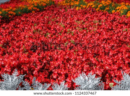big flower bed with lots of red flowers