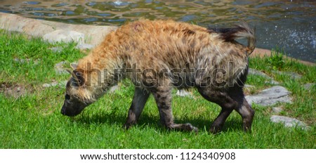 Spotted hyena (Crocuta crocuta), also known as the laughing hyena, is a species of hyena, currently classed as the sole member of the genus Crocuta, native to Sub-Saharan Africa.