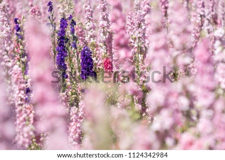 Close up of pink and purple delphinium flowers in a confetti flower field in Wick, Pershore, Worcestershire, UK. Photographed on a fine summer's day.