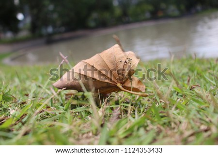 Dried leaves on grass