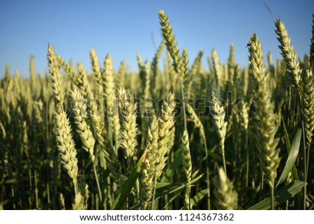 green unripe ears of wheat in the summer, closeup. Royalty-Free Stock Photo #1124367362