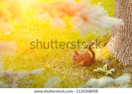 Cute red squirrel eating a walnut in the summer park with sunlight. Nature landscape background. Toned.