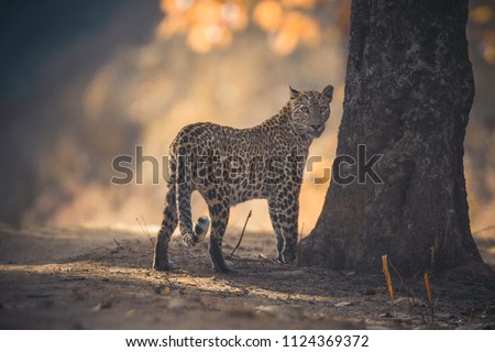 Indian leopard (Panthera pardus fusca) at Kanha Tiger Reserve, Madhya Pradesh, India