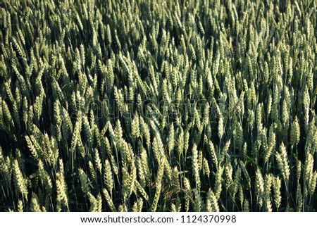 
unripe green wheat Royalty-Free Stock Photo #1124370998