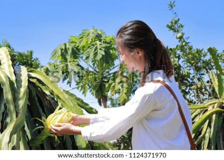 a woman in dragon fruit farm in Vietnam