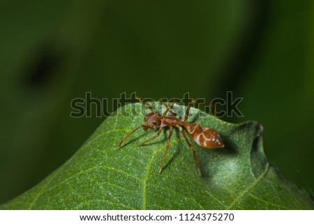 top view photo of weaver ant-mimic spider on green leaf / Myrmarachne plantaleoides