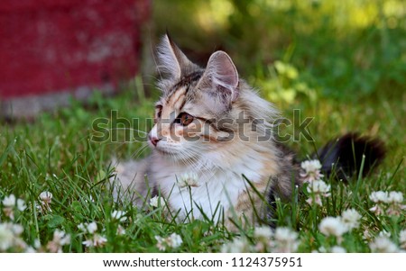 Norwegian forest cat female kitten with white clover flowers