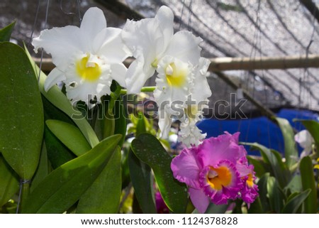 Scientific name : Cattleya John Lindley , beautiful White and pink orchid flowers. Family name : ORCHIDACEAE, pretty blooming tropical plants. Colorful petals, nature photography in selective focus.