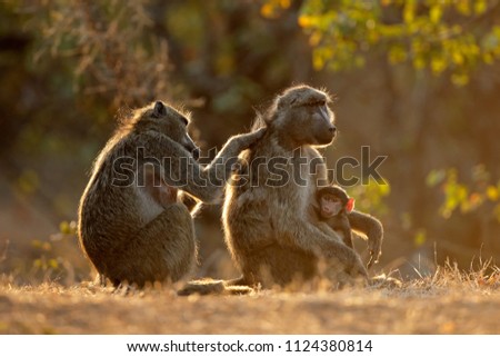 Backlit family of chacma baboons (Papio ursinus), Kruger National Park, South Africa
