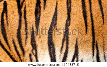 Real Tiger Fur Texture Striped Pattern Background Panthera Tigris Royalty-Free Stock Photo #112438715