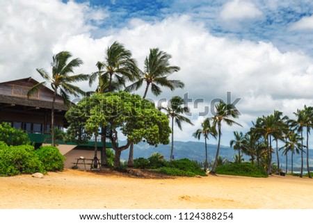 Palm trees on tropical beach in Haleiwa, North shore of Oahu, Hawaii