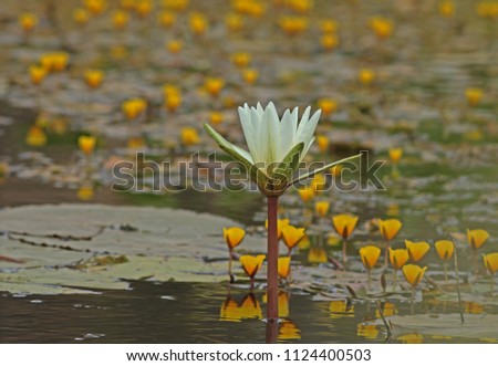 
water hyacinths - water lilies