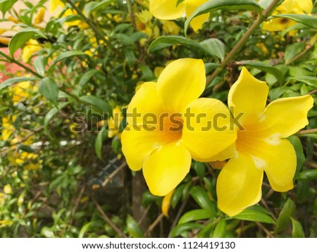 Fresh Flowers. Spring Background. Nature Background. Yellow Flowers