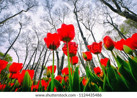 tulip garden istanbul