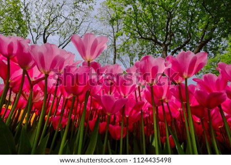 tulip garden istanbul