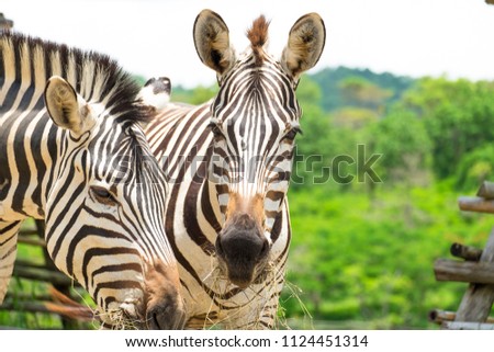 Zebra looking at the camera with blurred background.