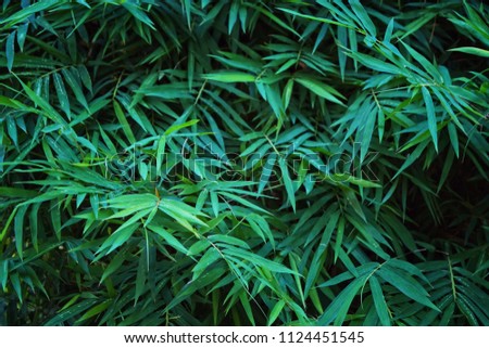 Creative dark green bamboo leafs for background and wallpaper. Bamboo is sign for peaceful of China and Japan.