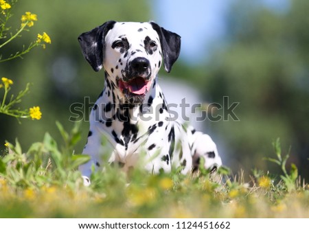Summer portrait of cute dalmatian dog with black spots. Smiling purebred dalmatian pet from 101 dalmatian, Cruella movie with funny faces lies outdoors sunny summer time with colorful yellow flowers Royalty-Free Stock Photo #1124451662