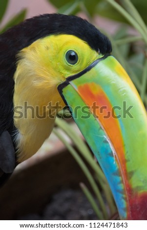 toucan in Cartagena Colombia right profile