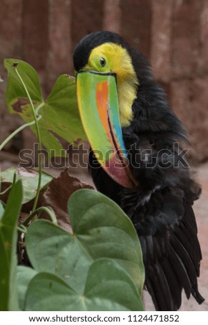 toucan in Cartagena Colombia, full view