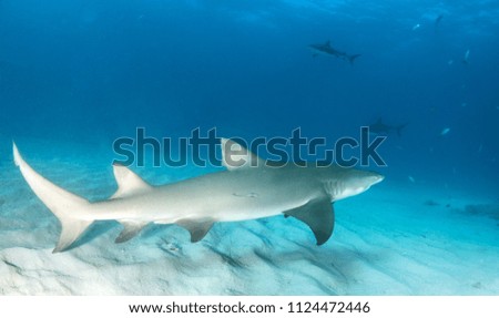 Lemon Shark at the Bahamas