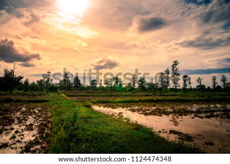 The sun is setting on a green rice field ,golden sky