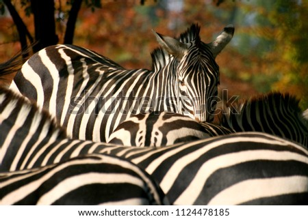 Zebras photo with blurred autumn colors background