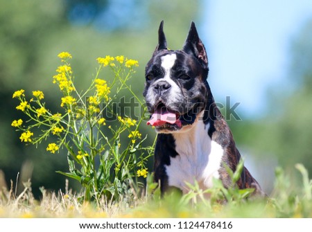 Summer outdoors portrait of German boxer dog on hot sunny day.  Brown tiger with brindle colored boxer female with cropped ears lies near meadow flowers. Blue and green background 