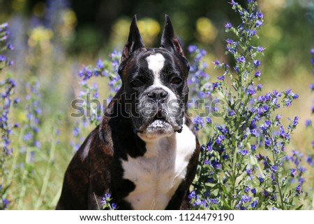 Summer outdoors portrait of German boxer dog on hot sunny day.  Brown tiger with brindle colored boxer female with cropped ears sitting near meadow flowers. Blue and green background 