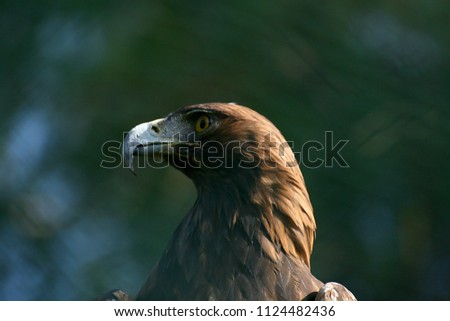 The eagle portrait with blurred green background