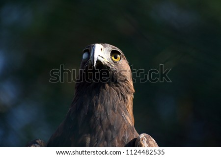 The blind eagle portrait with blurred green background