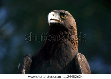 The eagle portrait with blurred background