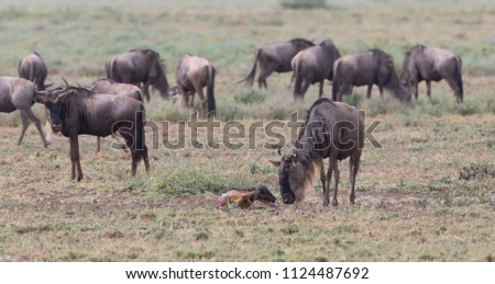 The mare of wildebeest is giving the birth of the calf.  These are good pictures of wildlife. Photos were taken on short distance and with excellent light.